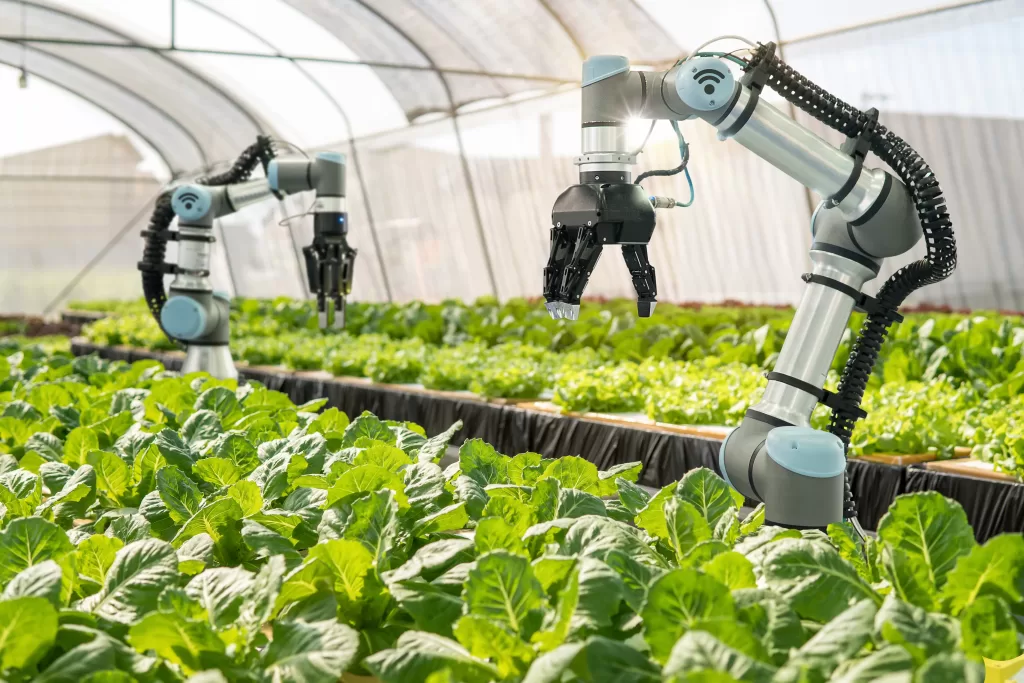 Smart farming agricultural technology Robotic arm harvesting greens